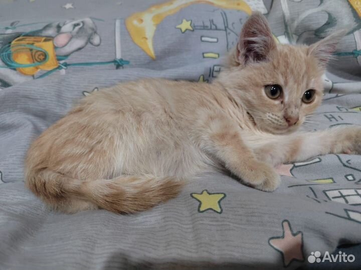Кошка в дар бесплатно