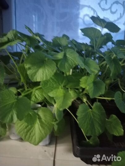 Рассада:Огурцы, кабачки, тыквы, дыни