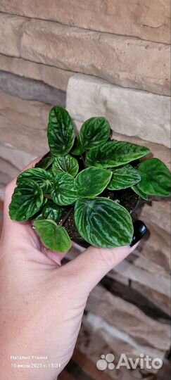 Комнатные цветы добавлены цветочки