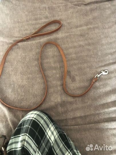 Поводок и ошейник для собаки