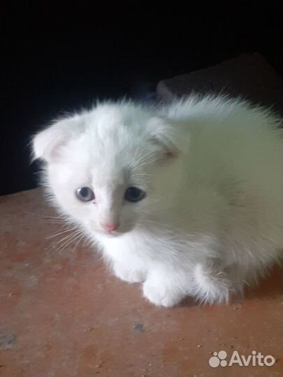 Кот белый вислоухий род26.03,Кошка рыжая род30.03