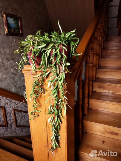 Хойя вайети триколор