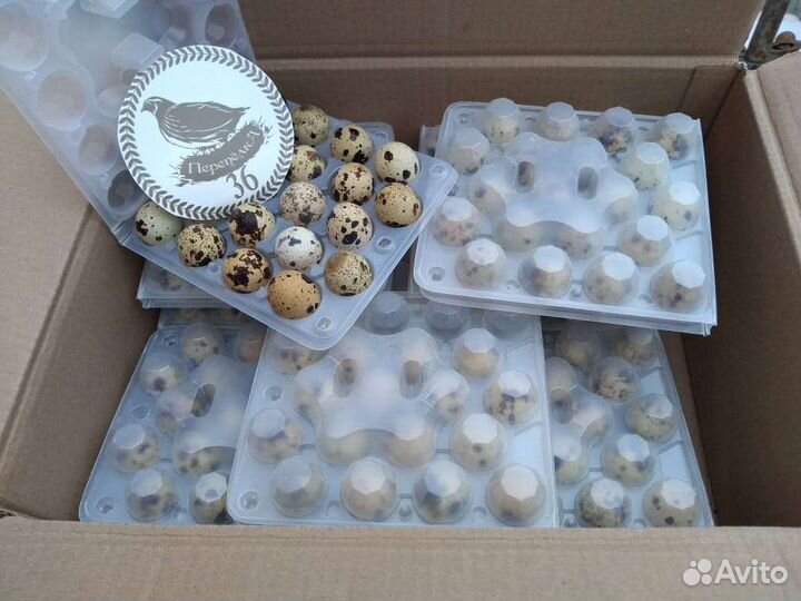 Мясо перепелов с фермы