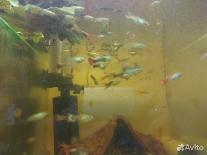 Продам гуппи и креветок