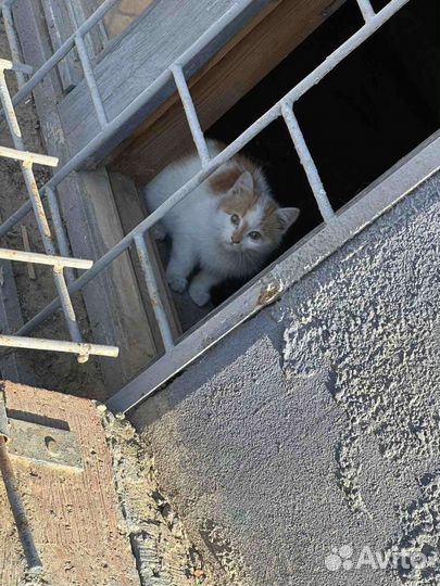 Котята в добрые руки бесплатно