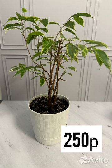 Фикус бенджамина