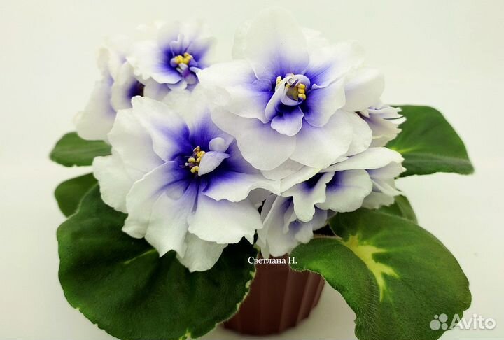 Сортовые фиалки