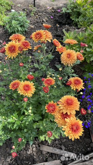 Хризантема корейская (зимующая)