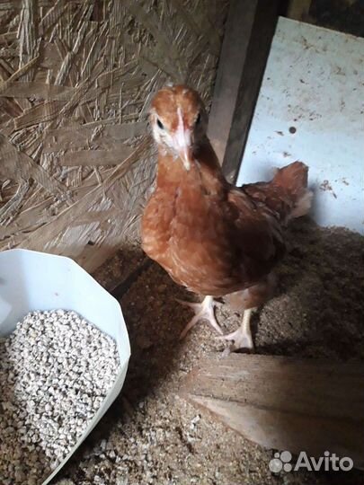 Цыплята несушки Ломан Браун(курочки)