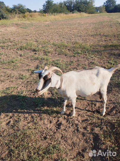 Коза дойная молочная