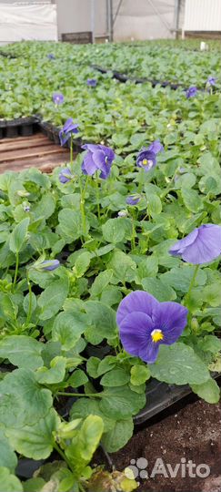 Рассада виола