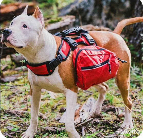 Сумка - рюкзак для собак