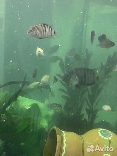 Цихлиды чернополосые