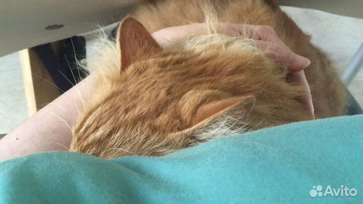 Уход за животными с проживанием