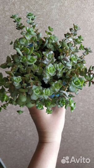 Комнатные растения