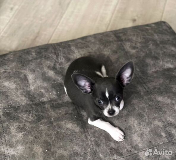 Малыш чихуахуа