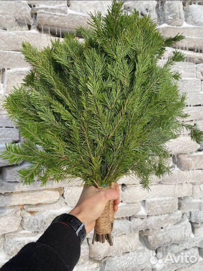 Лапник пихтовый