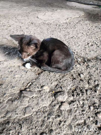 Котята в добрые руки бесплатно