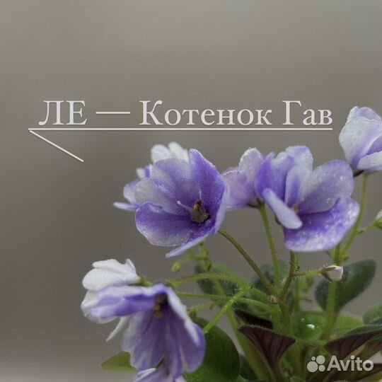 Фиалки в ассортименте