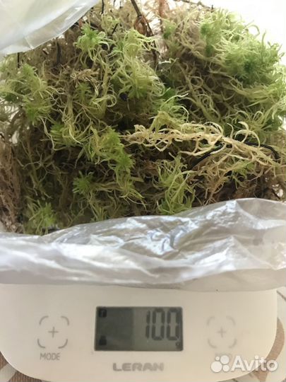 Мох сфагнум живой