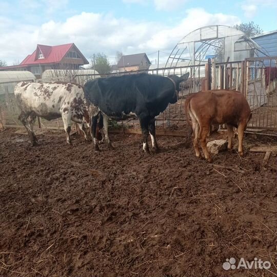 Телка айширская, джерси,козел, порсята