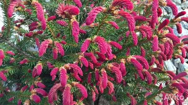 Ель Инверса,Круэнта