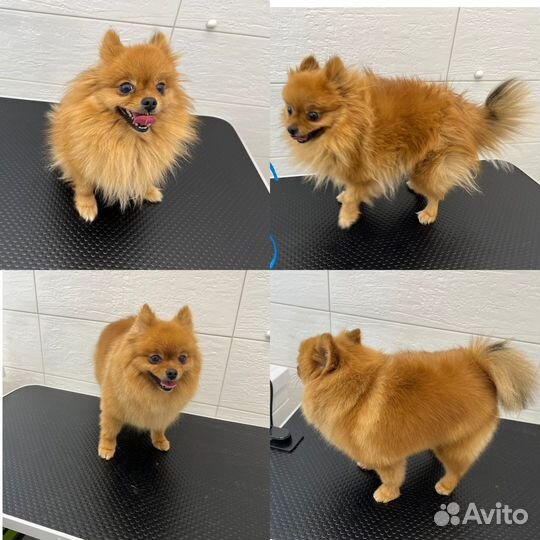 Стрижка собак мелких пород