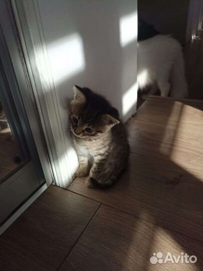 Котенок 2 месяца