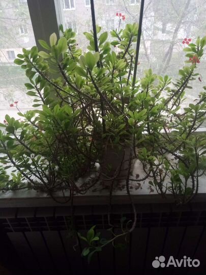 Молочай эуфорбия