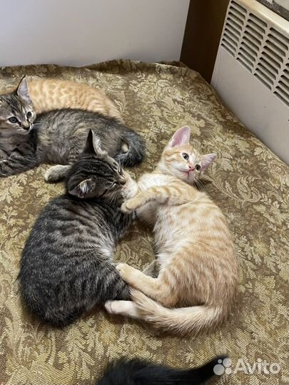 Возьмите пушистого друга домой