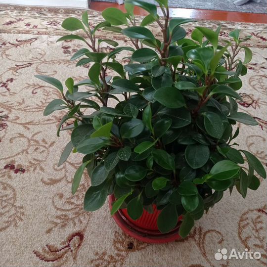 Комнатные цветы шефлера