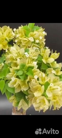 Бугенвиллия Daubreak Pixie