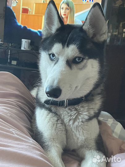 Мальчик для случки