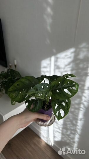 Комнатные растения монстера манки маск