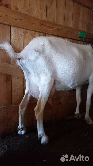 Коза Ламанчи