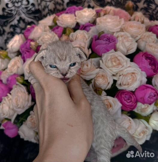 Котята девон-рекс