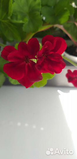 Пеларгония герань сортовая бордо