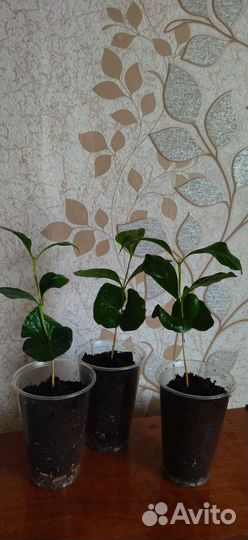 Кофе арабика