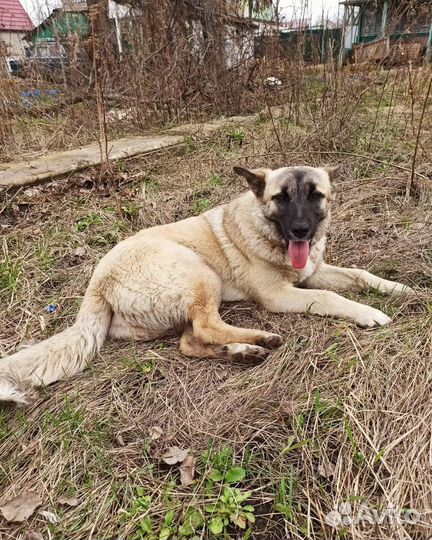 Собака очень ищет дом