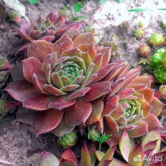 Молодило, каменная роза, 5шт в наборе