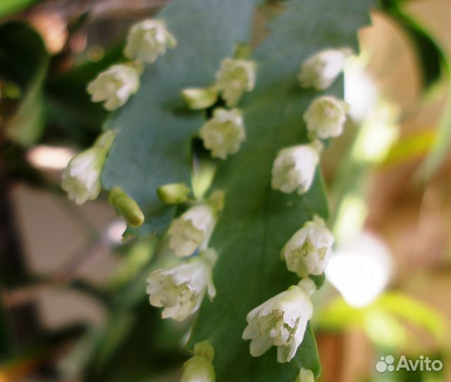 Комнатные домашние растения