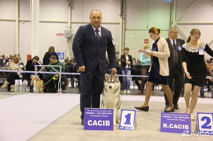 Вязка Сибирский хаски