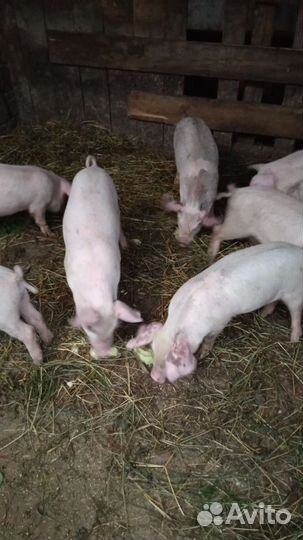 Поросенок ландрас