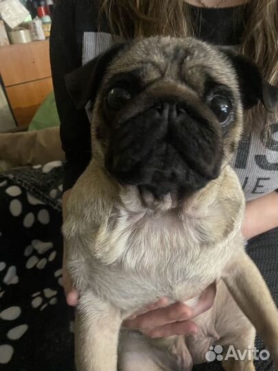 Щенки мопса