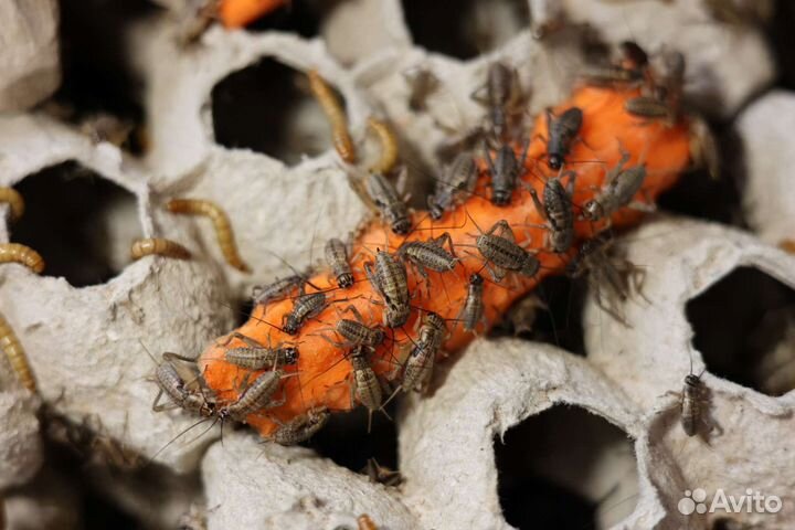 Корм для рептилий. Сверчки, зоофобус, мучной червь