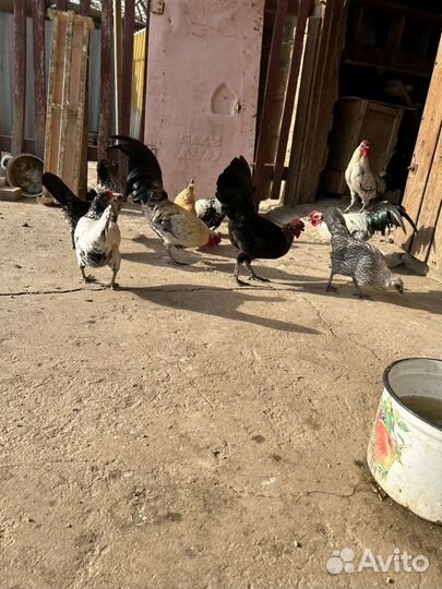 Декокативные, карликовые петушки и курочки