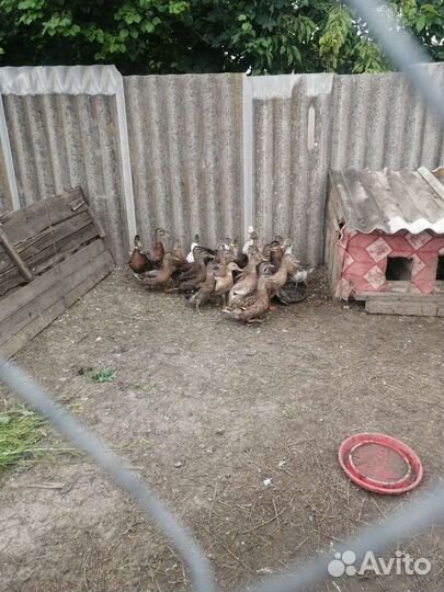 Кряквы подсадные