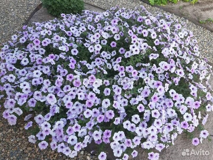 Петунии гиганты тайдалы