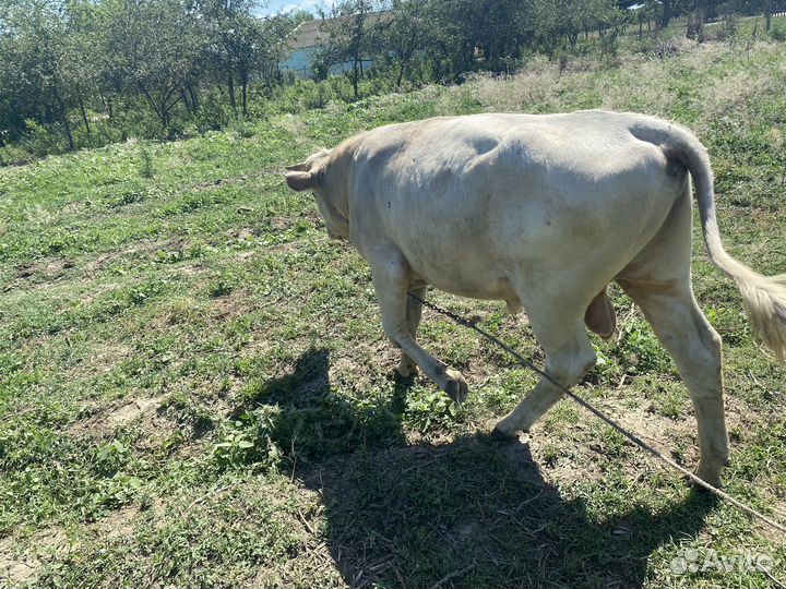 Продажа бычков