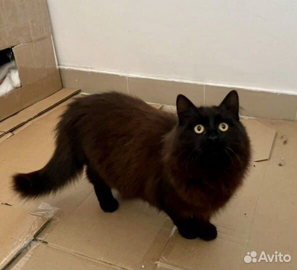 Шикарная черная кошечка ищет дом